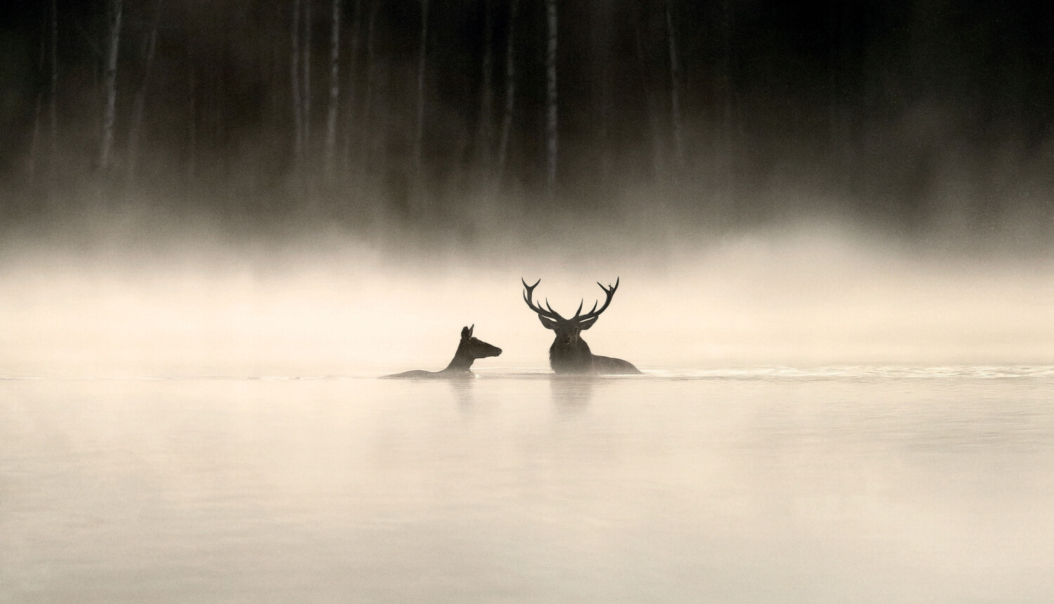 Das Flüstern der Wälder